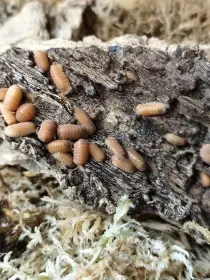 Isopody·stínky - Bulk - posílám / Fauna trhy Ostrava 21.6.