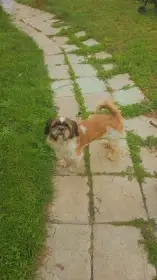 Krásná štěňátka Shih-tzu