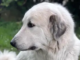 matka