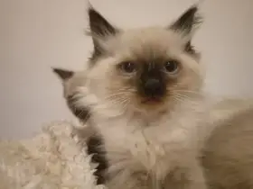 Ragdoll kotatka