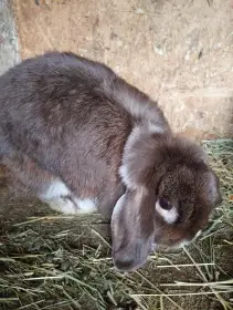 Prodám chovnou samici minilopa