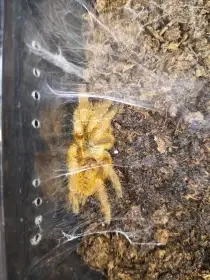 Sklípkani - posílám / Fauna trhy Ostrava 21.6.