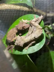 Uroplatus Ebenaui