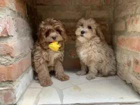 Cavapoo