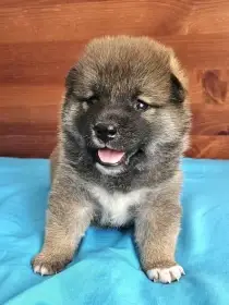 Shiba-inu - štěňátko