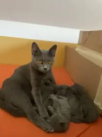 Prodám kartouzská koťata s PP