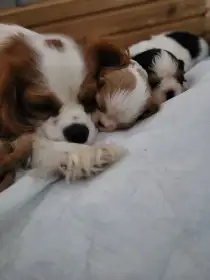Kavalír king charles španěl
