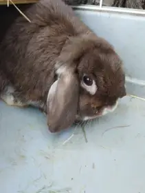 Prodám chovnou samici minilopa