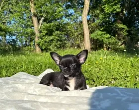 Čivava krátkosrstá s PP fenky