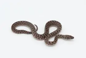 Antaresia childreni