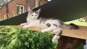 Čtyřměsíční holčička mainská mývalí