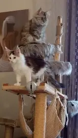 Arya