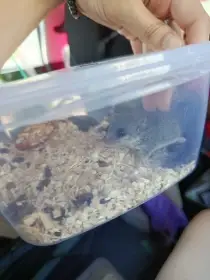 Plšik africký samci