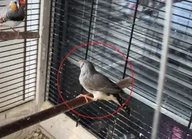 Samička Zebřičky pestré cca 2 měsíce stará