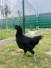 Kohout Ayam cemani