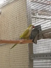 Mníšek šedý