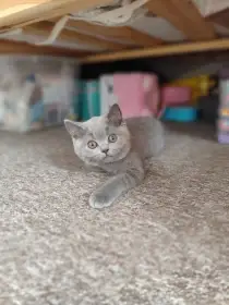 Mimi