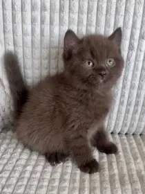 Britská kočička s PP - čokoládová Brownie