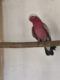 Amazoňan běločelý