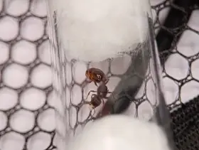 Mravenec drnový (Tetramorium caespitum complex)