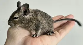 Osmák degu - mláťada
