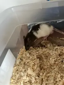 Daruji/prodám dva mladé potkany (samci).