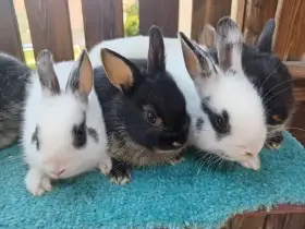 Roztomilí ušáčci do milující rodiny