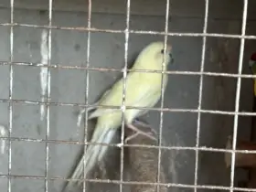 Kakariki