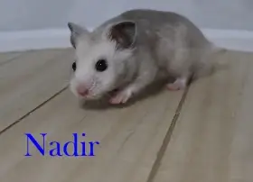 Křeček syrský s PP - vrh N