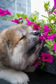 Červená štěňata Akita Inu s PP fci/čmku