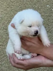  štěňátka akita inu s průkazem původu FCI 