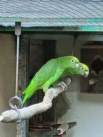 Amazoňan žlutohlavý surinamský