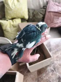 Prodej