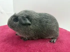 Morče crested samička aguti černá/bílá s PP