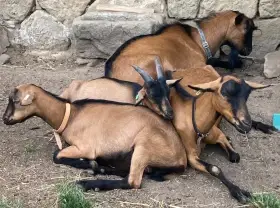 Kozlíci bezrohý a rohatý, kozička