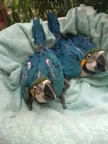 Ara ararauna