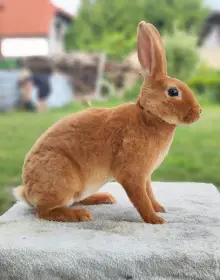 Chovný pár - Malý rex oranžový