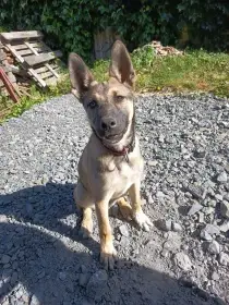 Štěně Husky x belgický ovčák