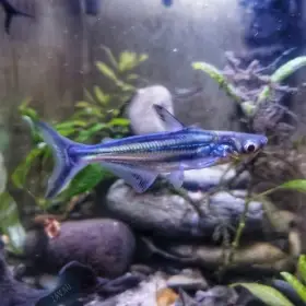 Pangas siamský - Pangasius sutchi (sumeček žraločí)
