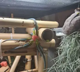 Phelsuma klemmeri Felsuma Klemmerova 2.0.2