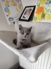 Britská modrá koťátka s PP