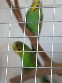 Andulka
