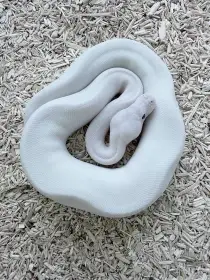 Krajta kralovska Butter Pied het Hypo