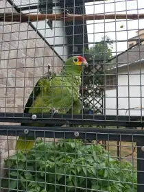Amazoňan žlutolící