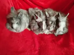 Nabízím zakrslé králíčky- teddy-stáří 2,5 měsíce