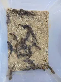 Paroedura pictus 12,12