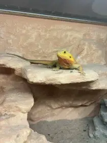 Samec a samice agamy vousaté