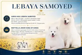 Štěňátka plemene Samojed s PP