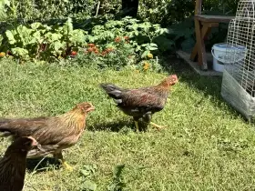 Mladí kohoutci Vlaška koroptví