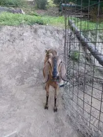 Anglonubijská koza bez PoP